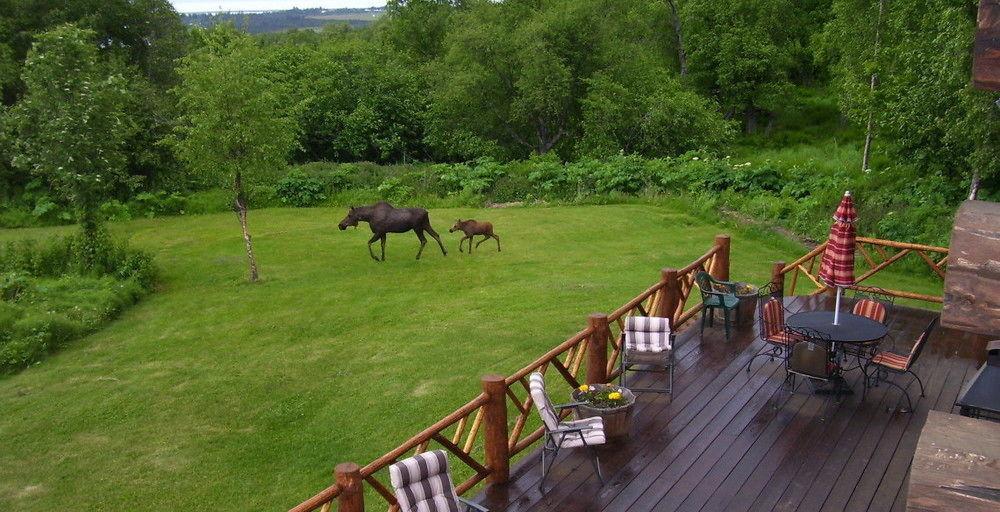 Juneberry Lodge Homer Exteriér fotografie